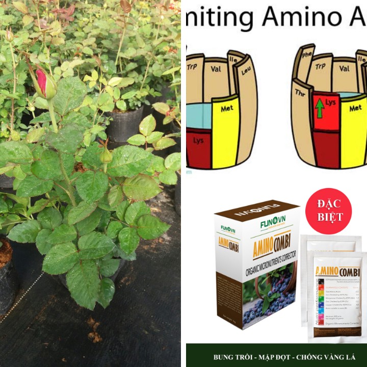 Phân bón vi lượng cho hoa hồng - Amino AZ Plus bổ sung vi lượng sắt, mangan, đồng, kẽm thiết yếu cho cây trồng