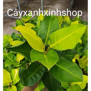 Trầu bà đế vương vàng cây phong thủy cây nội thất