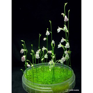 cỏ giấy lá nước ( cỏ nền tiền cảnh)  ( 1 tấc 10x6cm 200k)