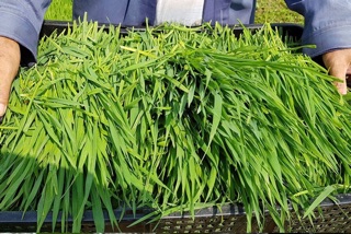 Bột cỏ lúa mỳ dalahouse