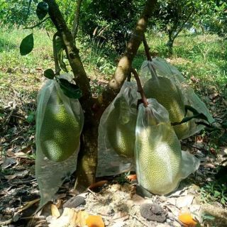 10 túi bao mít cước thái