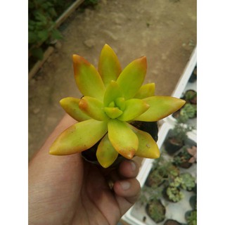sen đá cam (Sedum adolphi)