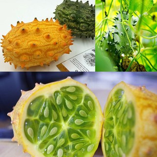 [GIÁ GỐC]Hạt giống dưa sừng Hạt giống dưa chuột gai giàu dinh dưỡng (gói 5 hạt)