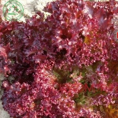 2000h Hạt Giống Rau Xà Lách Đỏ Xoăn Chịu Nhiệt luckyseed hạt siêu rẻ