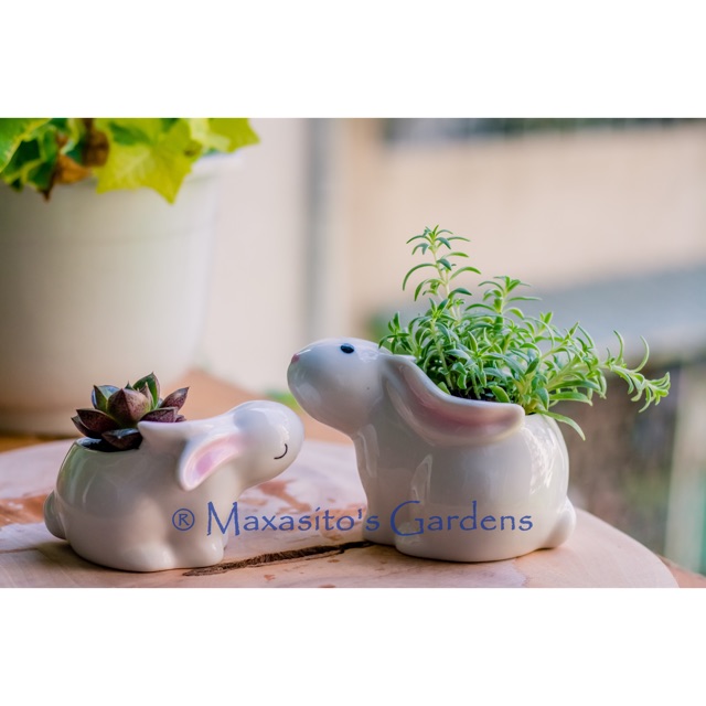 Chậu cây mini