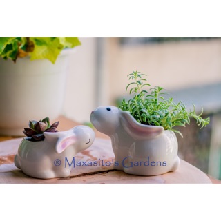 Chậu cây mini