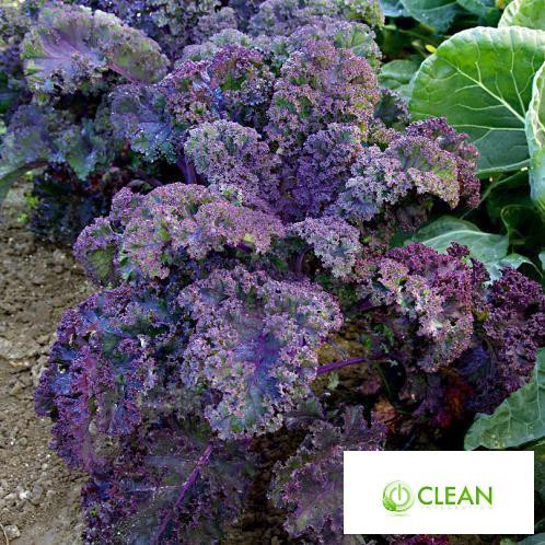 Hạt giống Cải lá Xoăn tím Kale