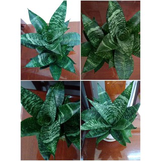 Cây lưỡi hổ lùn