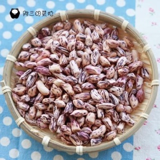 [HG Mai Nguyễn] Hạt giống lạc sắc màu Yunan_Giống củ chuẩn, nảy 99%