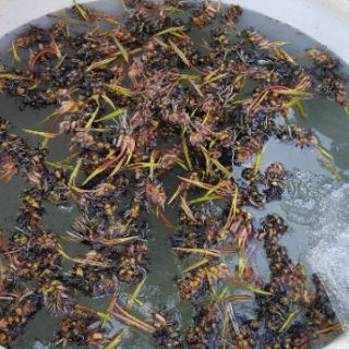 [RẺ VÔ ĐỊCH] Combo 50 củ súng mix màu