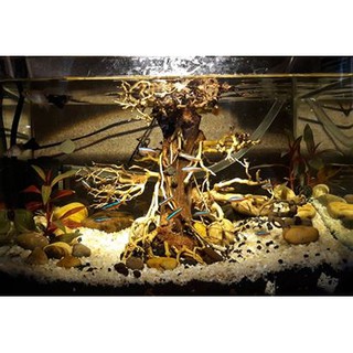 Đèn Rọi Biotope Bể Cá 3 Chế Độ