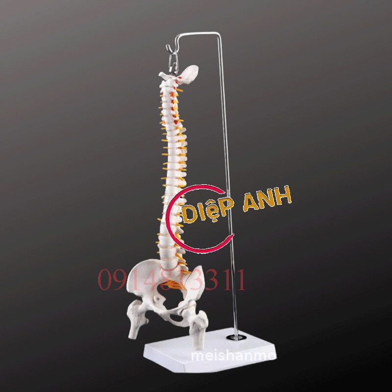 Mô hình xương cột sống cao 45cm- Mô hình giải phẫu cột sống
