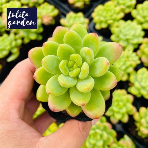 Sen đá sỏi thiên thanh xanh Đà Lạt size bé cây cảnh trang trí nhà cửa Lolita garden