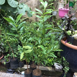 CÂY VỐI NẾP CAO 80-90CM - Màu xanh lá