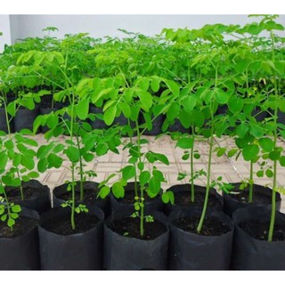 2g Hạt Giống Cây Chùm Ngây (Moringa oleifera)