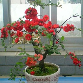 hạt giống hoa hồng leo pháp