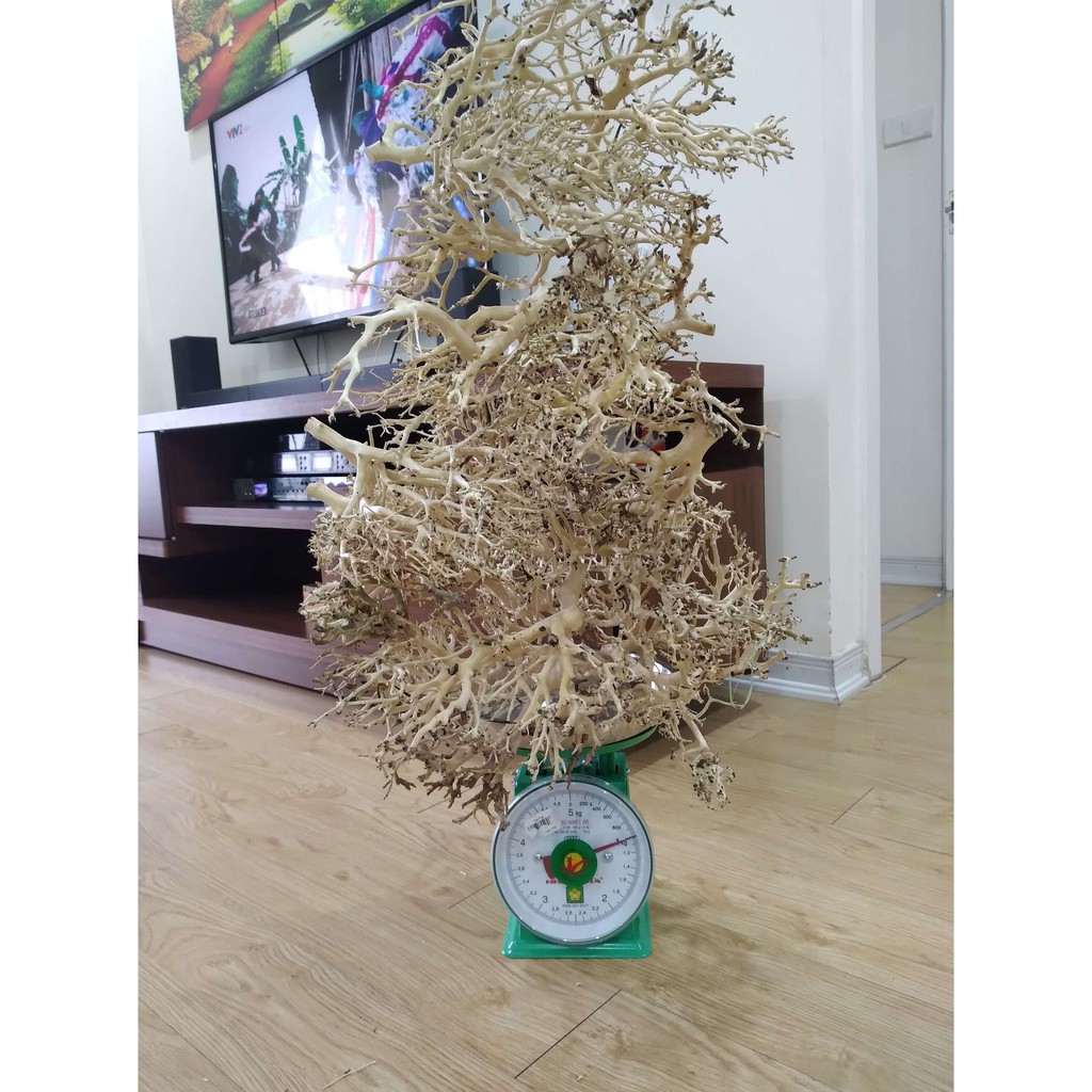 Lũa Xương Chùm (50gram) | Trang trí Thủy Sinh | Size To - Nhỏ |Mua nhiều giảm giá|