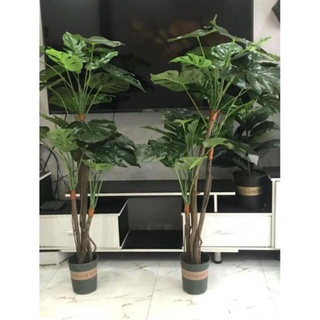 [FREESHIP] Cây lá rùa (Monstera) cao 1,3met ( để Free ship CHAT ngay với người bán)