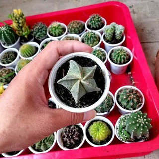 xương rồng Astro sao cao cấp