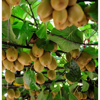 Hạt giống cây ăn trái kiwi { gói 30 hạt + 1 gói kích thích hạt nảy mầm }