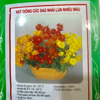 HẠT GIỐNG HOA CÚC SAO NHÁI LÙN NHIỀU MÀU