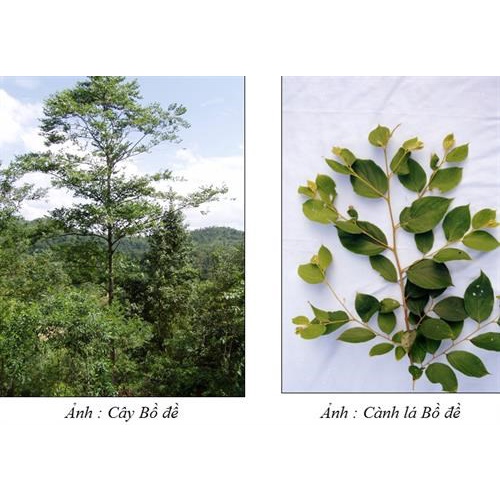 Hạt Giống Cây Bồ Đề Lâm Nghiệp - Gói 30 Hạt KNS2160