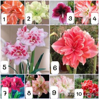 Củ lan huệ kép Siêu to