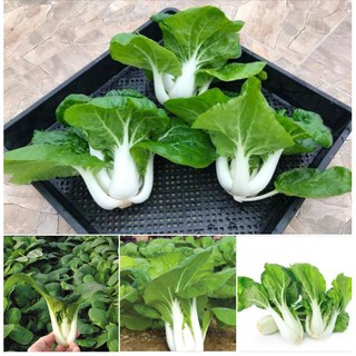 Hạt Giống Cải Thìa Cọng Trăng Cải Bẹ Trắng -  1 gói 20gram