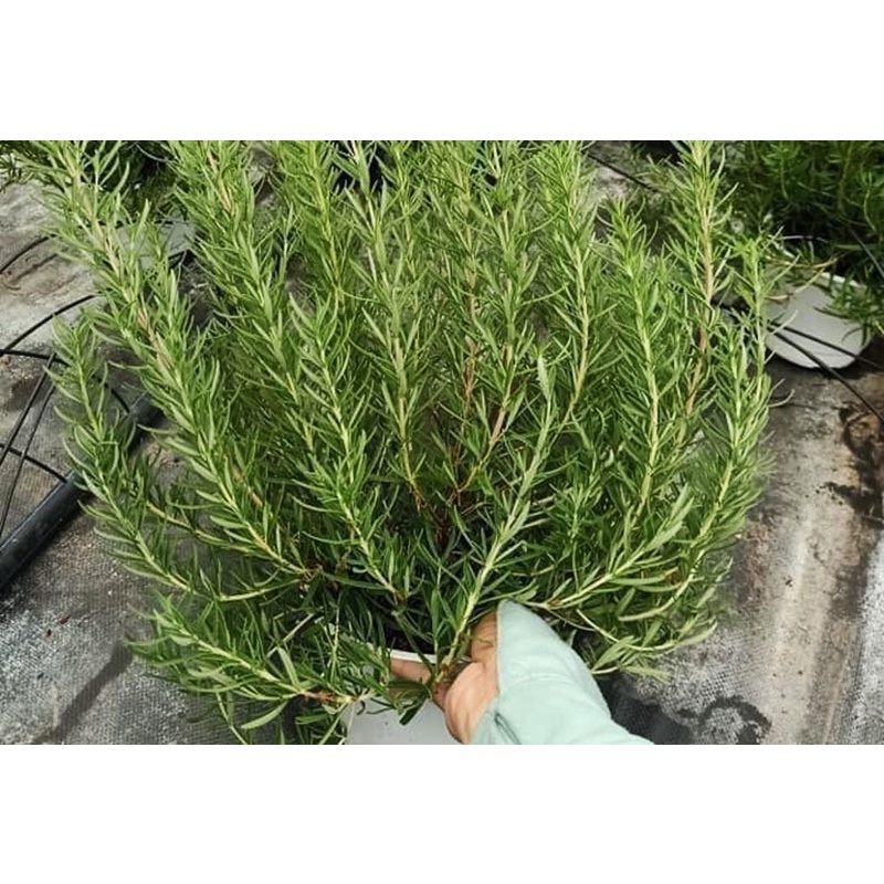 HẠT GIỐNG HƯƠNG THẢO ROSEMARY TỈ LỆ NẢY MẦM TRÊN 90%