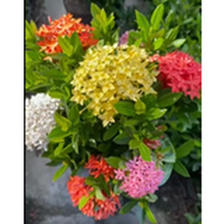 Cây Giống Mẫu Đơn Con Nhiều Màu (bông trang) 5cm_10cm