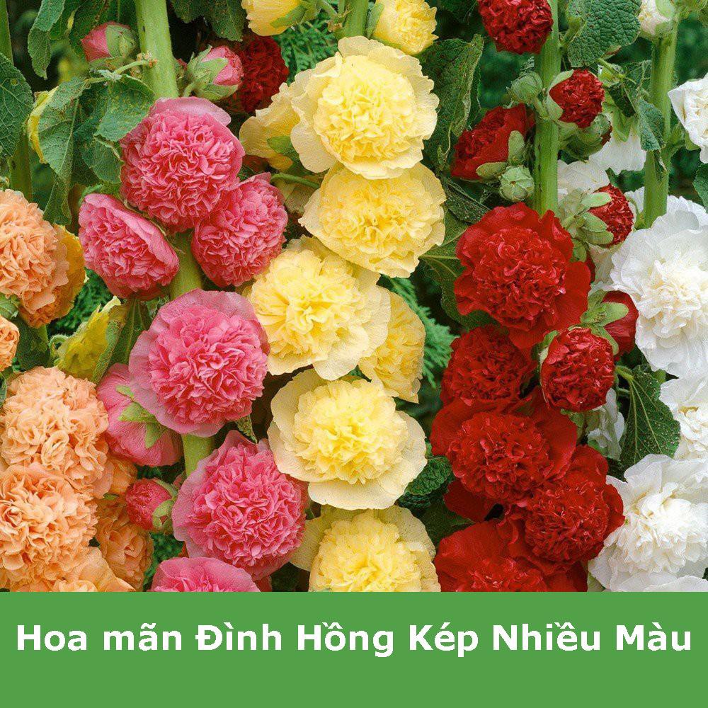 Hạt giống hoa Mãn Đỉnh Hồng kép