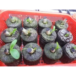 Viên nén xơ dừa ươm kie - 50 viên