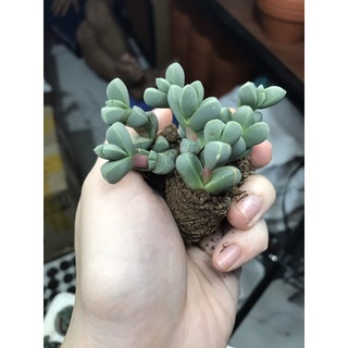 1 cây sen đá Tim size vĩ cao 3-5cm