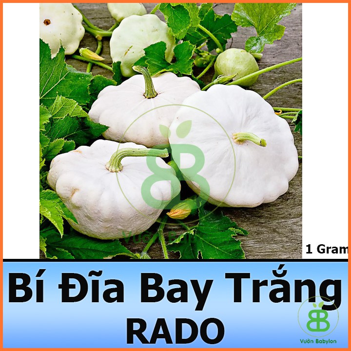 Hạt Giống Bí Đĩa Bay Trắng Dễ Trồng 1G