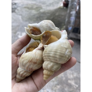 ỐC BULOT PHÁP-1kg