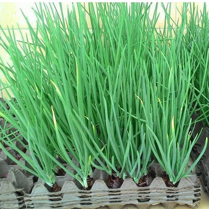 Hạt giống hành lá cao sản - gia vị thơm ngon - rau củ quả trồng quanh nhà 2.5gr RADO 25
