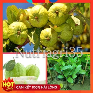 Cây to nuôi chậu sẵn_ Giống Ổi Nữ Hoàng - Giòn Ngọt_ Cây ổi lùn trồng chậu