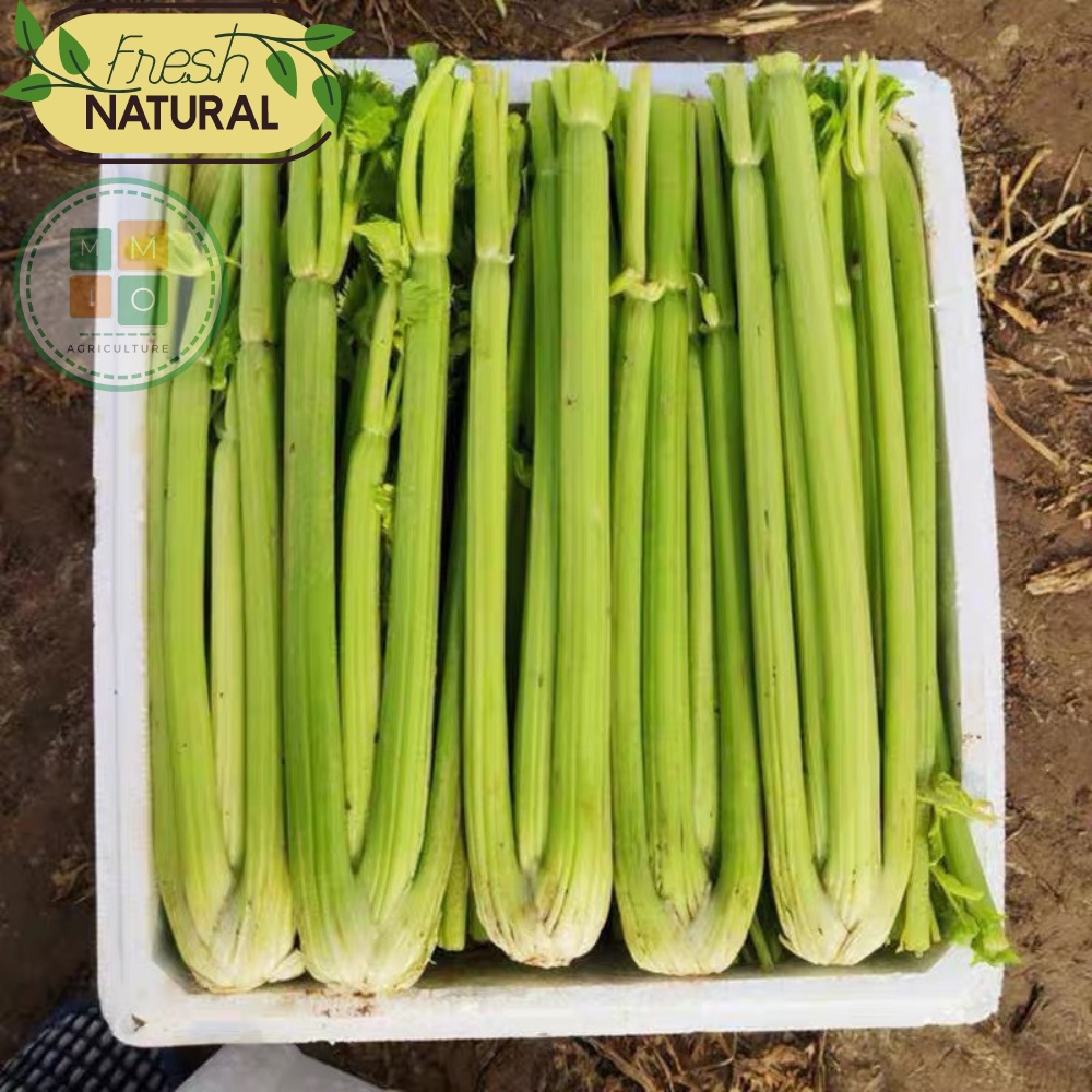 Hạt giống cần tây Mỹ, cần tây ép nước
