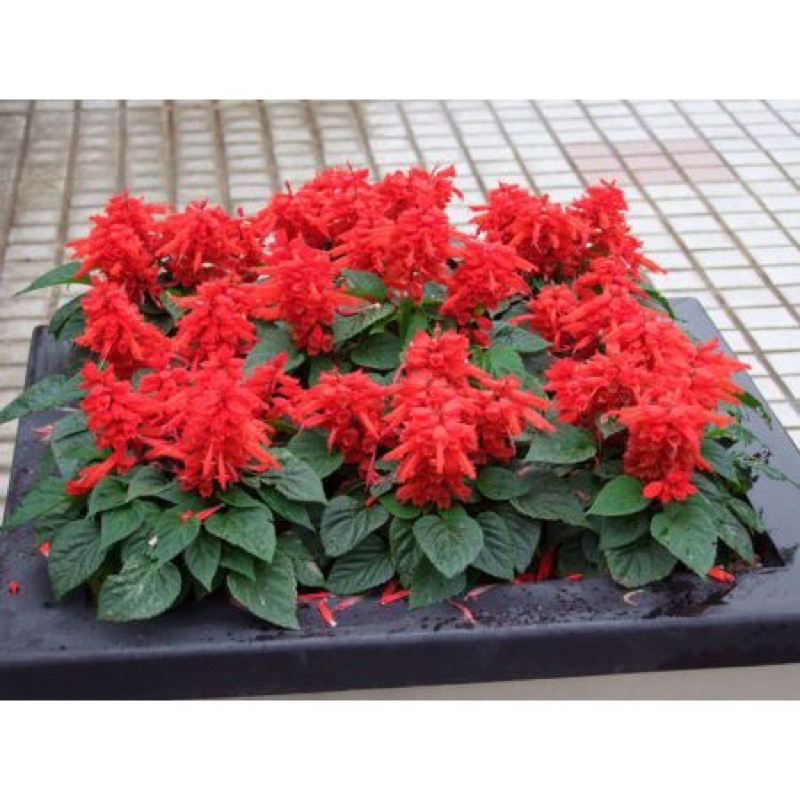 Hạt Giống Hoa Xác Pháo Đỏ(50hạt) đến mùa trồng tết