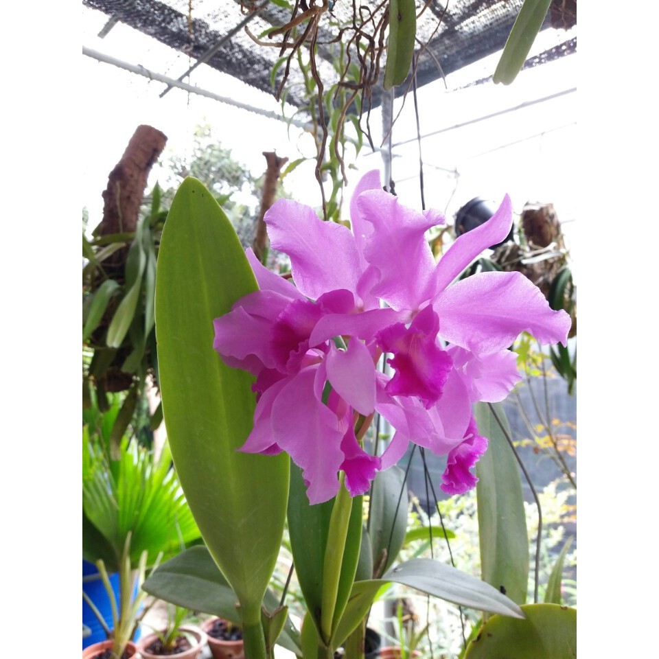 Phân Bón Dưỡng Hoa VIETGRO NPK 15-5-20+TE (Túi 250g) - Phân bón thông minh chuyên cho hoa - SMART FERTILIZER Flower No.3