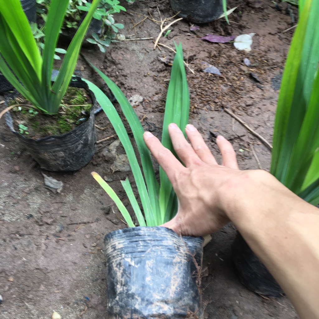 Cây Hoa Diên Vĩ , Hoa Iris