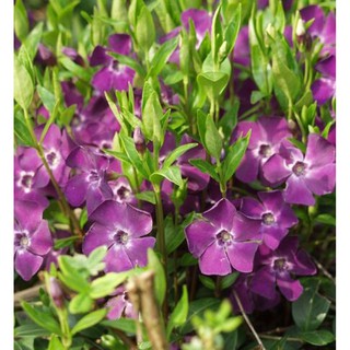 Dừa Cạn Tím Violet