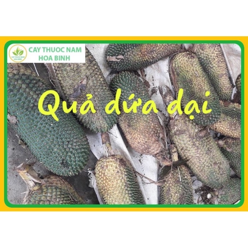 Quả dứa dại trên rừng sấy khô túi 1kg