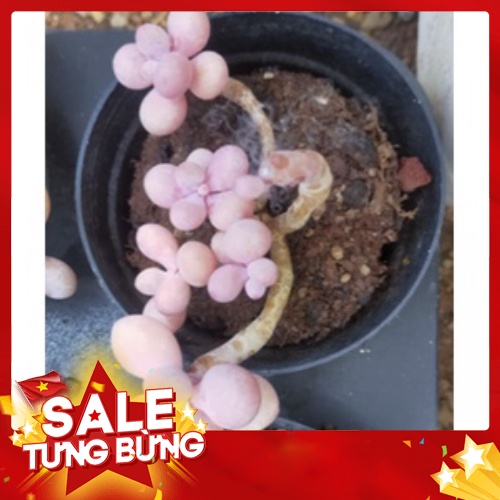 Sen đá Sỏi hồng thụ🍏 |FREESHIP| 🔥 XỨ NÓNG, ĐÃ THUẦN KHÍ HẬU, KHOẺ ĐẸP 🍏 LỖI 1 ĐỔI 1