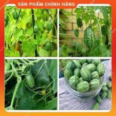 VNUA -  HẠT GIỐNG DƯA HẤU TÍ HON GÓI 20 HẠT