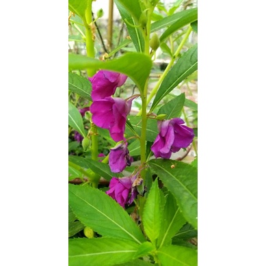 Gói 50 hạt giống hoa móng tay mix 3 màu