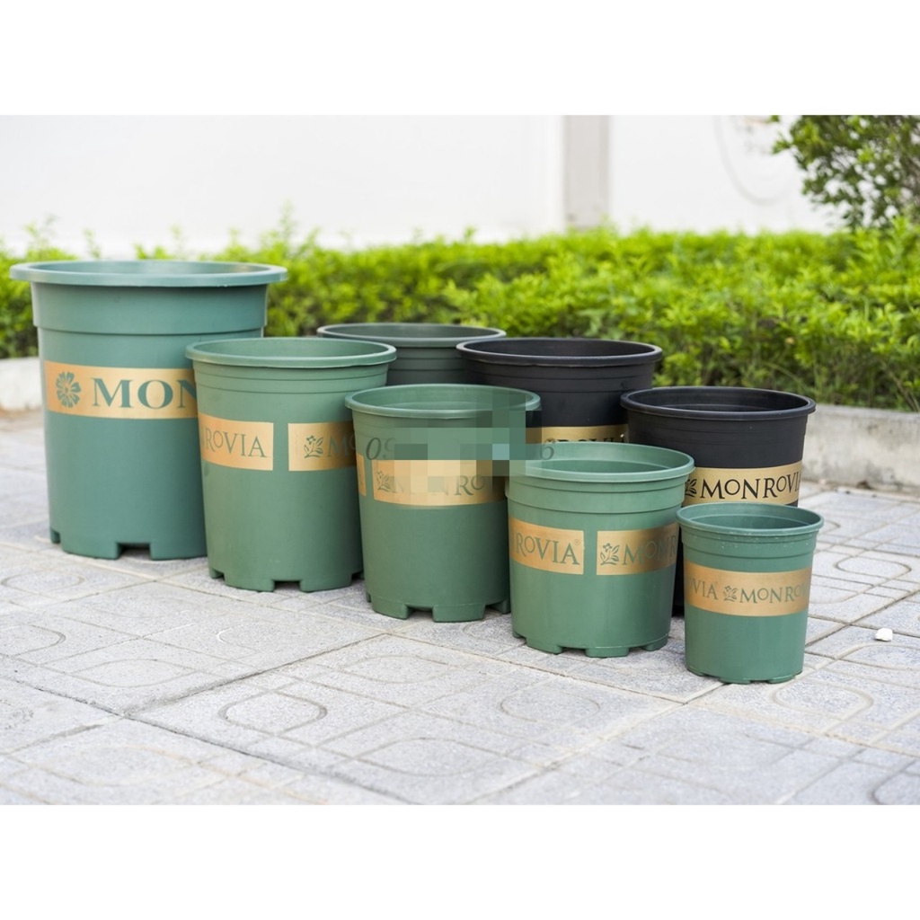 COMBO 5 Chậu Monrovia VIỆT NAM 2GL XANH 23X22CM