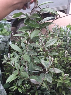 Lan Cẩm cù hoa trắng - đỏ