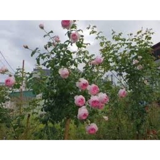 1KG PHÂN GÀ NHẬT NHẬP KHẨU - CUNG CẤP DƯỠNG CHẤT CHO CÂY TRỒNG