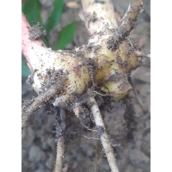 Củ gừng gió 1kg.